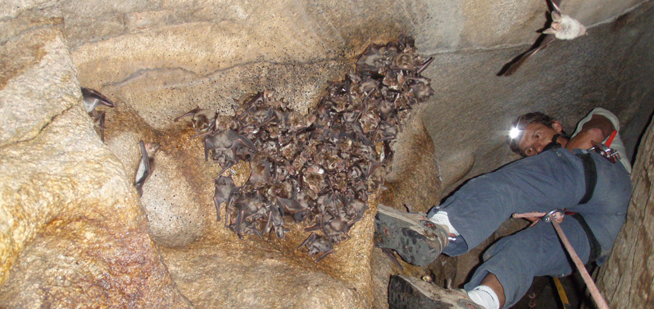 Une des nombreuses colonies de chauves-souris suivies, ici une grotte perchée dans la Lonca