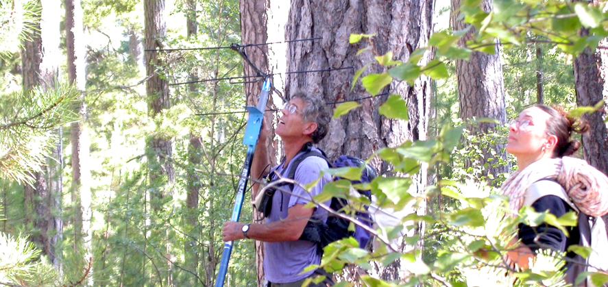 Le suivi télémétrique apporte des informations sur l'écologie des espèces, comme la recherche des gîtes arboricoles